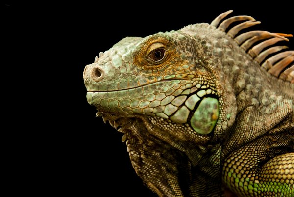 What Are the Signs of Anxiety in Reptiles and How to Mitigate It?